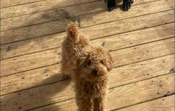 Lost Male Dog last seen Judah cir clarksville tn, Clarksville, TN 37042