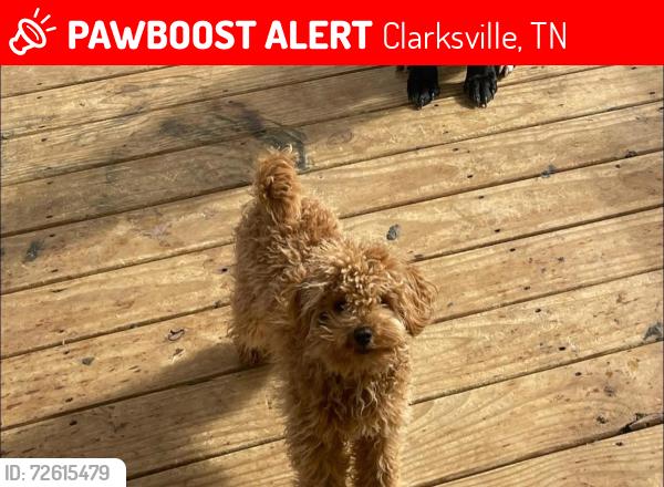 Lost Male Dog last seen Judah cir clarksville tn, Clarksville, TN 37042