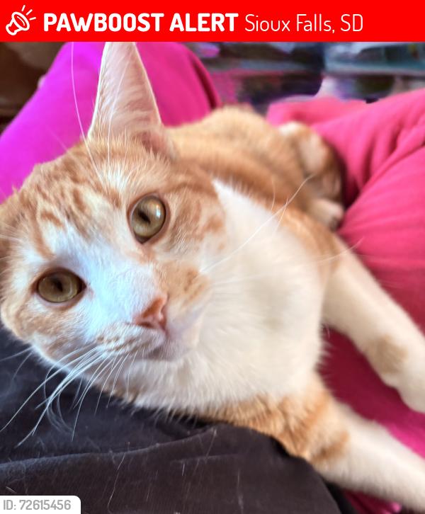 Lost Male Cat last seen 10th street and S Holly Ave, Sioux Falls, SD 57104