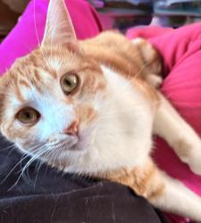 Lost Male Cat last seen 10th street and S Holly Ave, Sioux Falls, SD 57104
