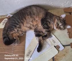 Lost Female Cat last seen Melaleuca and Jog, Greenacres, FL 33463