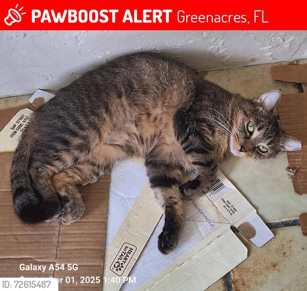 Lost Female Cat last seen Melaleuca and Jog, Greenacres, FL 33463