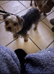 Lost Male Dog last seen Water Tower, Sinton, TX 78387