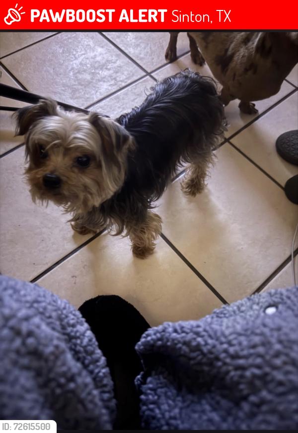 Lost Male Dog last seen Water Tower, Sinton, TX 78387