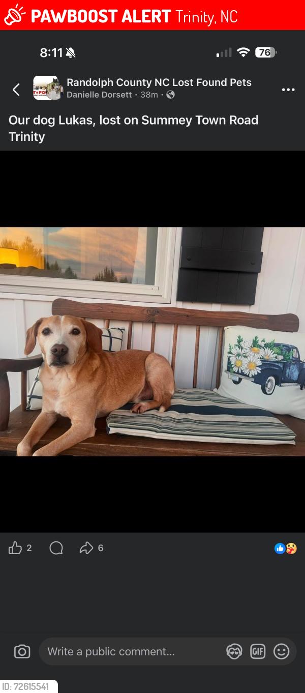 Lost Male Dog last seen Walked towards the road on Summey town road, Trinity, NC 27370