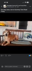 Lost Male Dog last seen Walked towards the road on Summey town road, Trinity, NC 27370