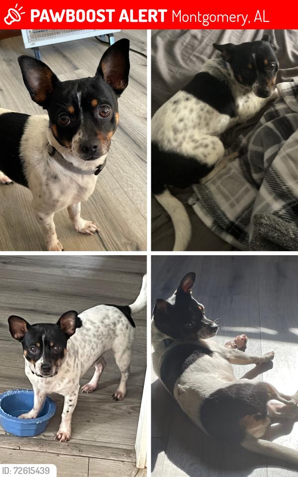 Lost Male Dog last seen Troy Hwy & McGehee Rd, Montgomery, AL 36116