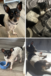 Lost Male Dog last seen Troy Hwy & McGehee Rd, Montgomery, AL 36116