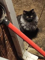 Lost Female Cat last seen Orice st and also Overbrook Road, Burlington, Burlington, NC 27215