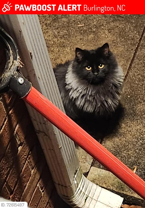 Lost Female Cat last seen Orice st and also Overbrook Road, Burlington, Burlington, NC 27215