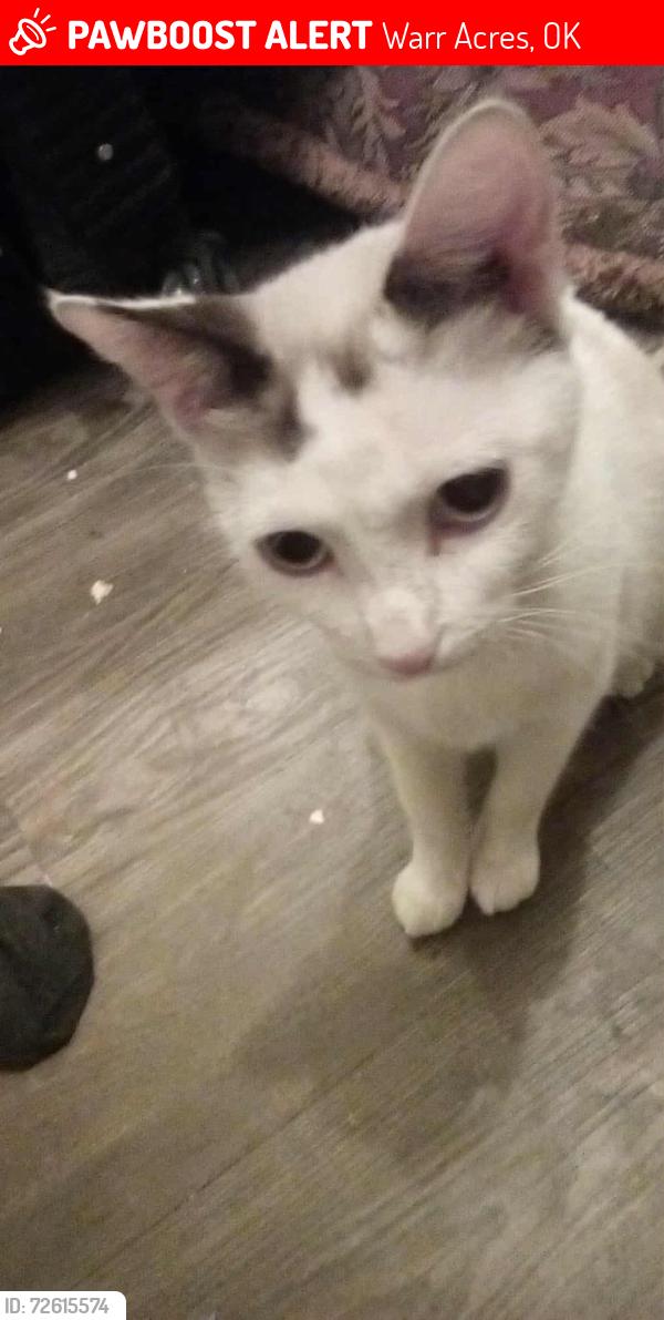 Lost Female Cat last seen Nw 50th and Hammond, near the Warr Acres fire department , Warr Acres, OK 73122