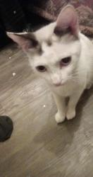 Lost Female Cat last seen Nw 50th and Hammond, near the Warr Acres fire department , Warr Acres, OK 73122