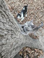 Lost Male Cat last seen Miller rd and meadowlake, Cleveland, TX 77328