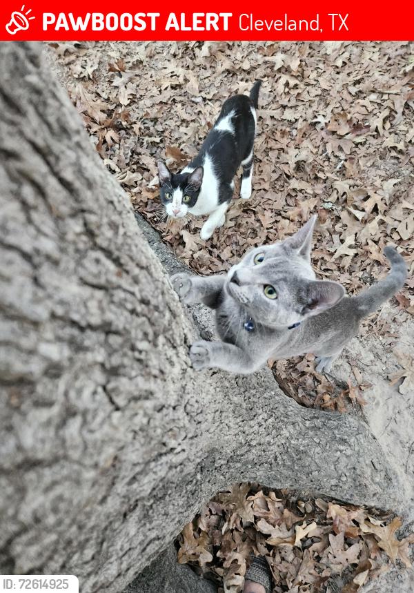 Lost Male Cat last seen Miller rd and meadowlake, Cleveland, TX 77328
