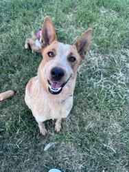 Lost Female Dog last seen 223, houghton , Bakersfield, CA 93307