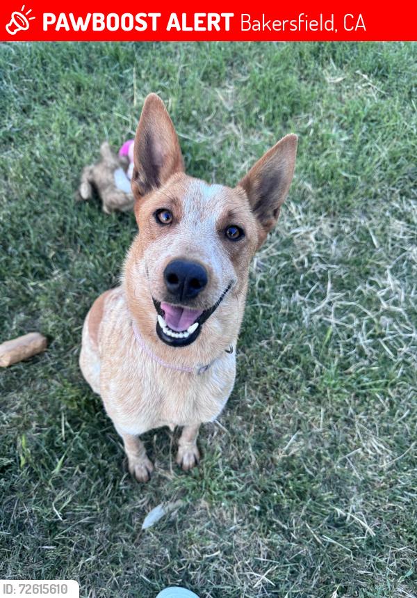 Lost Female Dog last seen 223, houghton , Bakersfield, CA 93307