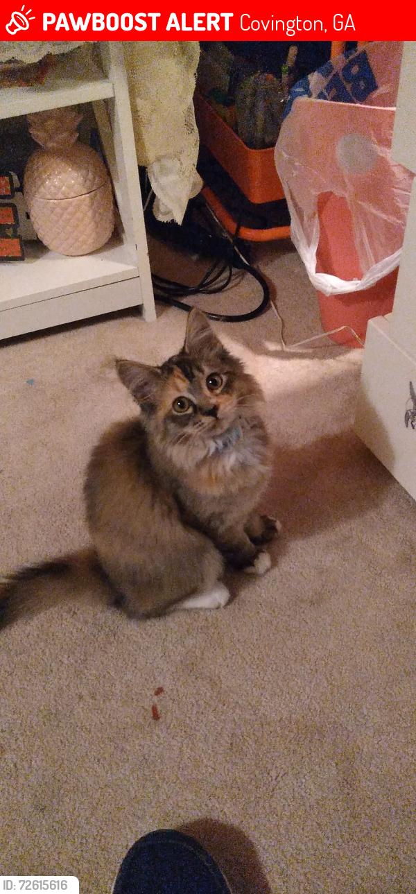 Lost Female Cat last seen Butler bridge , Covington, GA 30016
