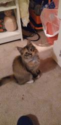 Lost Female Cat last seen Butler bridge , Covington, GA 30016