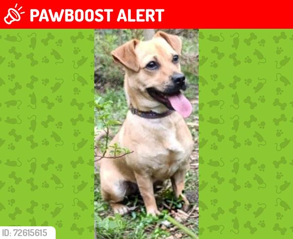 Lost Male Dog last seen Lázaro Cárdenas esq división del Norte , Villa Lázaro Cárdenas, Pue. 73049