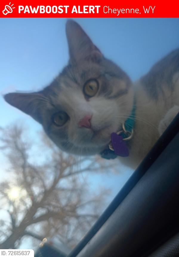 Lost Male Cat last seen Nation way and college, Cheyenne, WY 82001