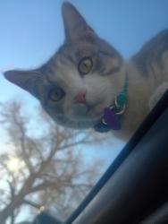 Lost Male Cat last seen Nation way and college, Cheyenne, WY 82001