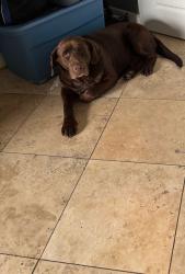 Lost Male Dog last seen Highway 40 and SE Stubbs Road, Shawnee County, KS 66542