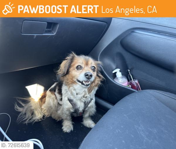 Found/Stray Male Dog last seen Manchester Avalon , Los Angeles, CA 90003