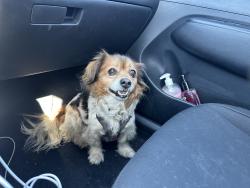 Found/Stray Male Dog last seen Manchester Avalon , Los Angeles, CA 90003