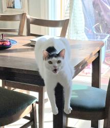Lost Male Cat last seen Blackhawk Blvd x Laura Leigh Dr, Friendswood, TX 77546