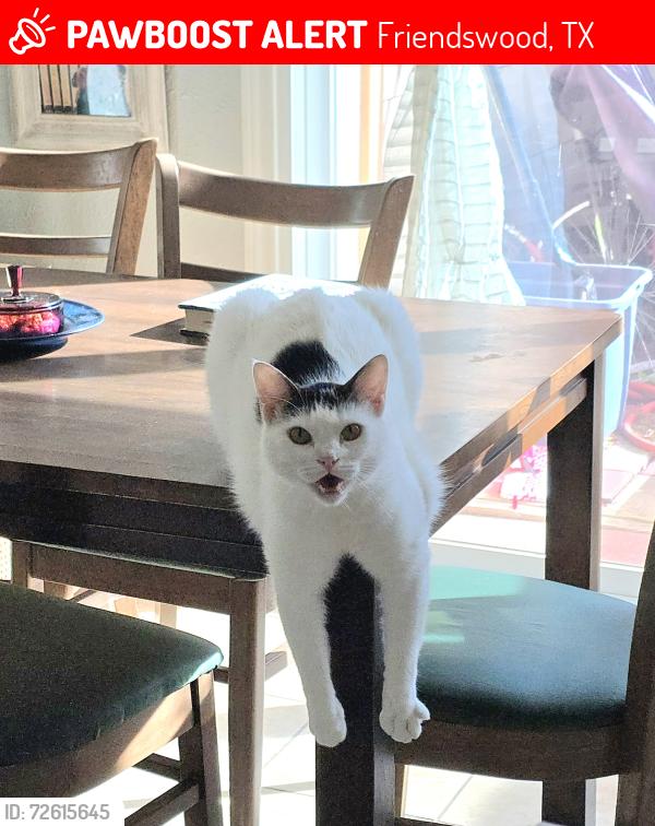 Lost Male Cat last seen Blackhawk Blvd x Laura Leigh Dr, Friendswood, TX 77546