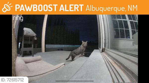 Found/Stray Unknown Cat last seen Near Bar Loop & Ellison , Albuquerque, NM 87114