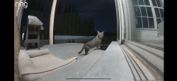 Found/Stray Unknown Cat last seen Near Bar Loop & Ellison , Albuquerque, NM 87114