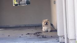 Found/Stray Male Dog last seen San Ramon bollinger canyon rd, San Ramon, CA 94583