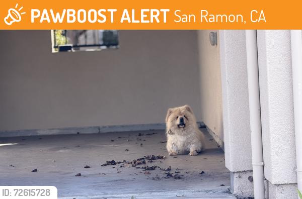 Found/Stray Male Dog last seen San Ramon bollinger canyon rd, San Ramon, CA 94583