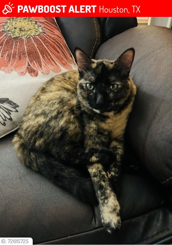 Lost Female Cat last seen Woodforest north II, Houston, TX 77015