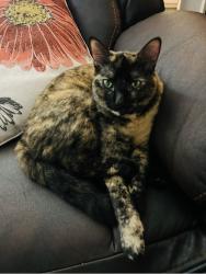 Lost Female Cat last seen Woodforest north II, Houston, TX 77015