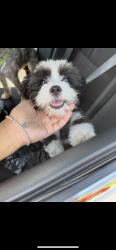 Lost Female Dog last seen Near 87/8800 S State St, Chicago, IL 60619