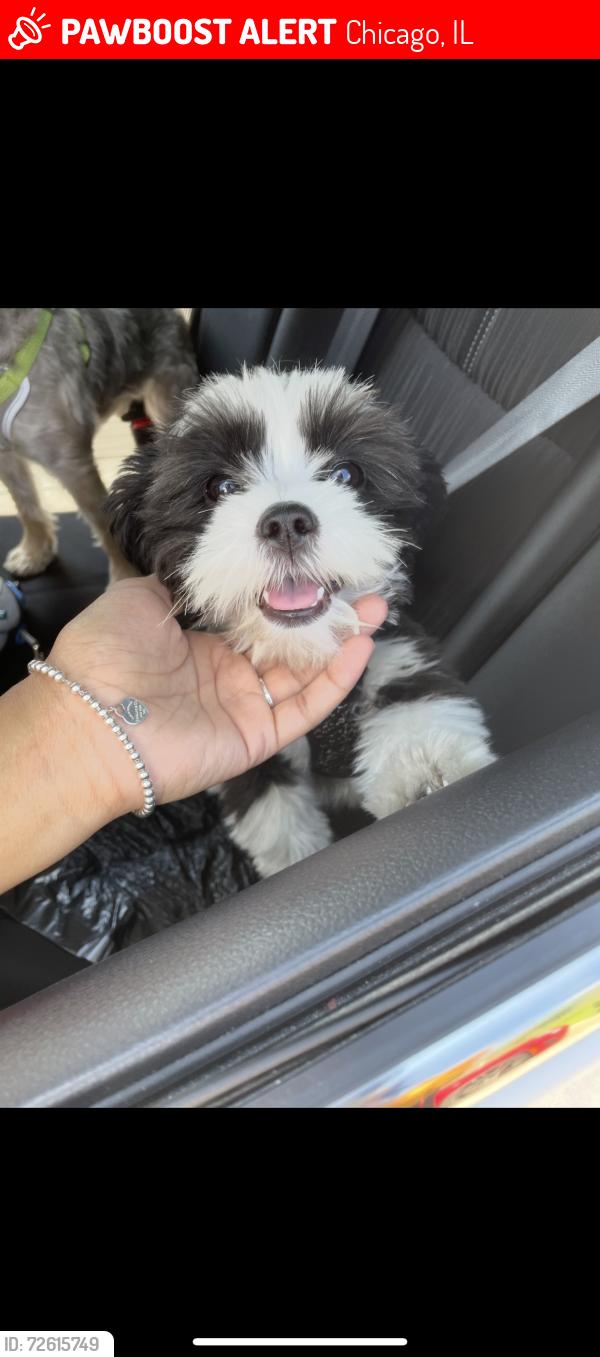 Lost Female Dog last seen Near 87/8800 S State St, Chicago, IL 60619