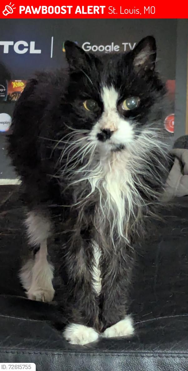Lost Male Cat last seen Hewitt Ave/Southwest Ave, St. Louis, MO 63143