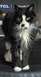 Lost Male Cat last seen Hewitt Ave/Southwest Ave, St. Louis, MO 63143
