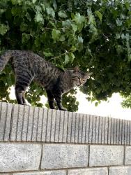 Lost Male Cat last seen Ave R-11 and 57th St E, Palmdale, CA, Palmdale, CA 93552