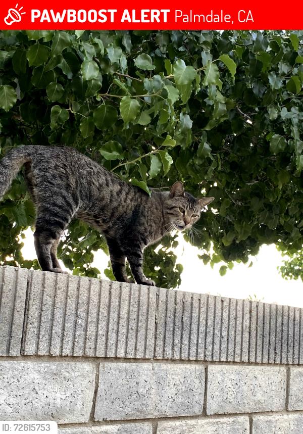 Lost Male Cat last seen Ave R-11 and 57th St E, Palmdale, CA, Palmdale, CA 93552