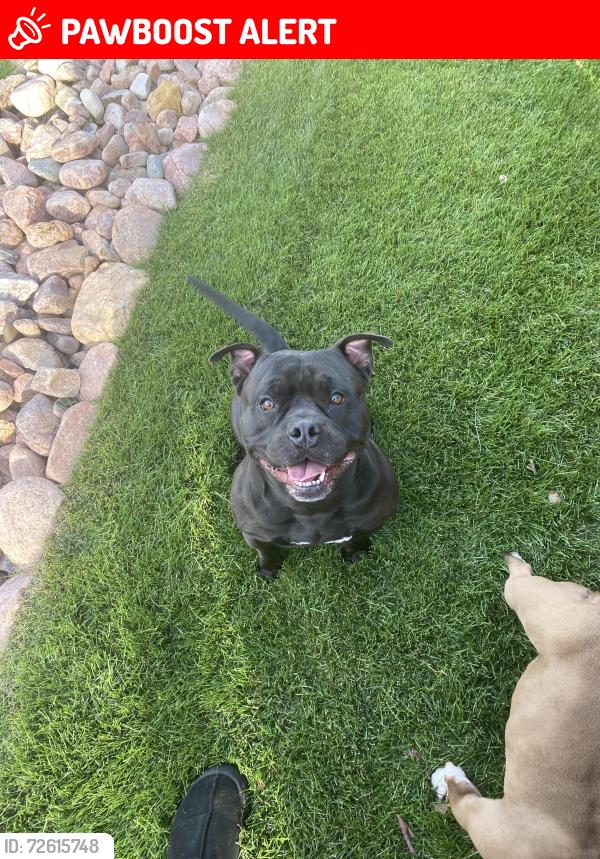 Lost Male Dog last seen Monteagle St, Colorado Springs, CO 80909