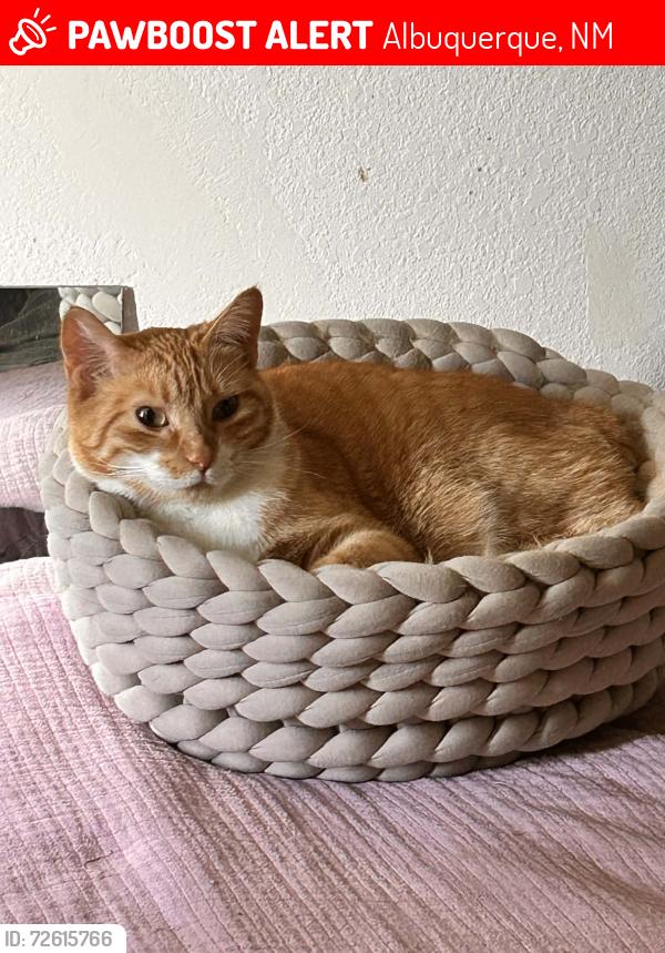 Lost Female Cat last seen Quail and coors, Albuquerque, NM 87120
