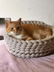 Lost Female Cat last seen Quail and coors, Albuquerque, NM 87120