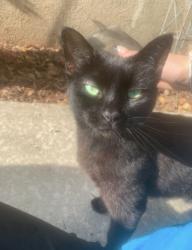 Lost Female Cat last seen Columbia road- Kroger/Happy China , Martinez, GA 30907