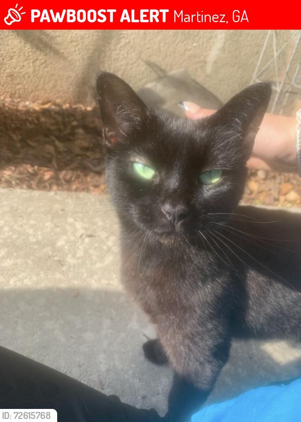 Lost Female Cat last seen Columbia road- Kroger/Happy China , Martinez, GA 30907