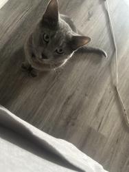 Lost Male Cat last seen Near Indianapolis blvd , Indianápolis, IN 46204