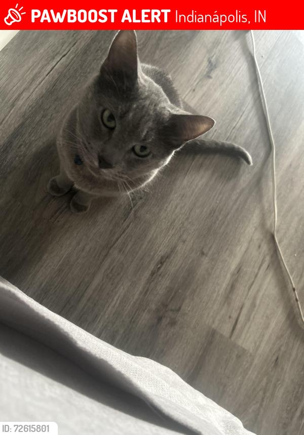 Lost Male Cat last seen Near Indianapolis blvd , Indianápolis, IN 46204