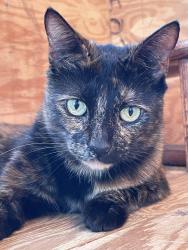 Lost Female Cat last seen Emerald dr y Fulton en mesquite Tx , Mesquite, TX 75150